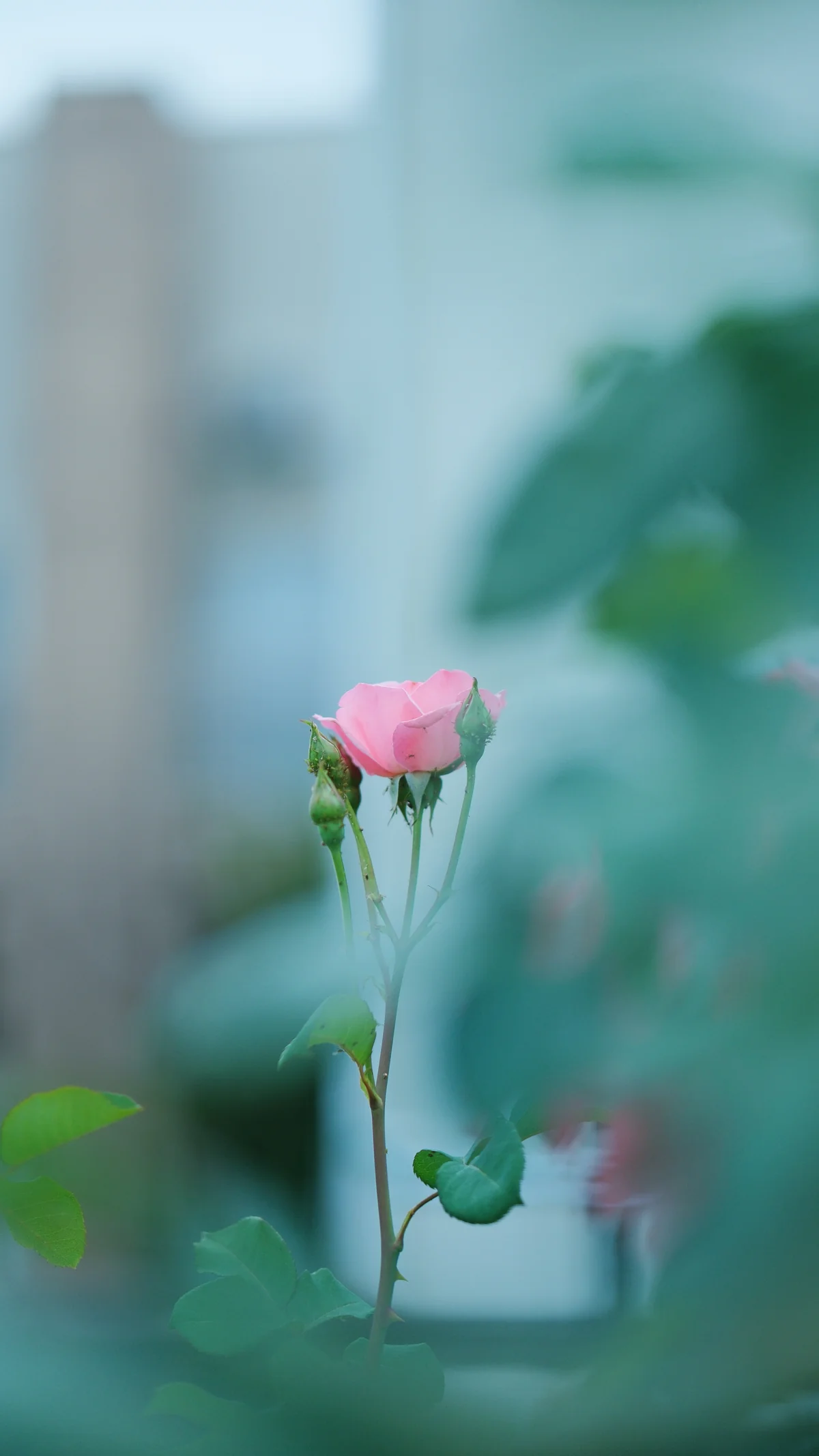 56mm f/1.2