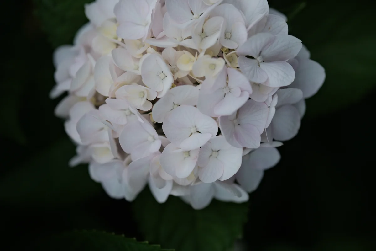 56mm f/1.6