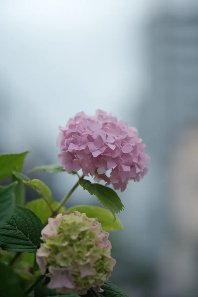 FUJIFILM X-T5 XF56mm F1.2 R WR