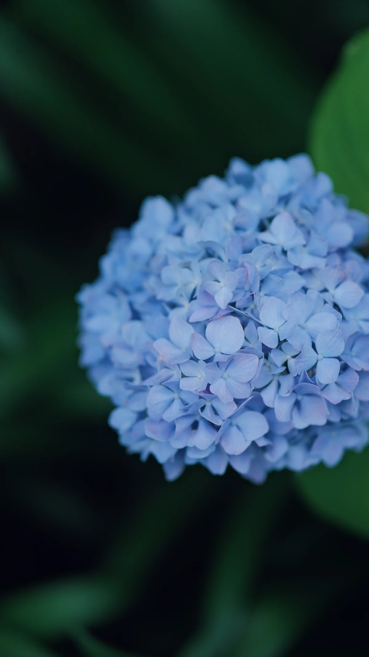 56mm f/1.4