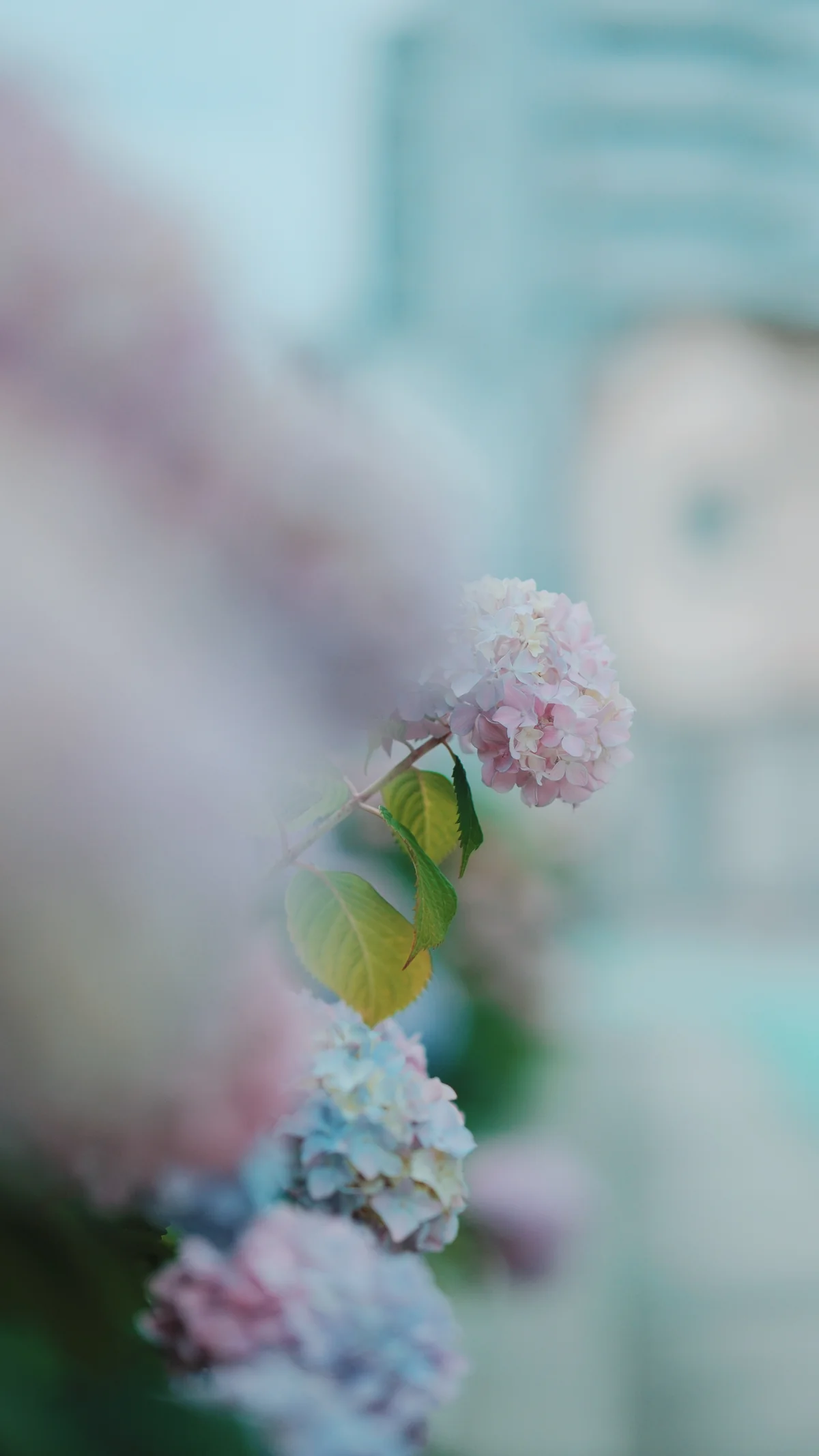 56mm f/1.4