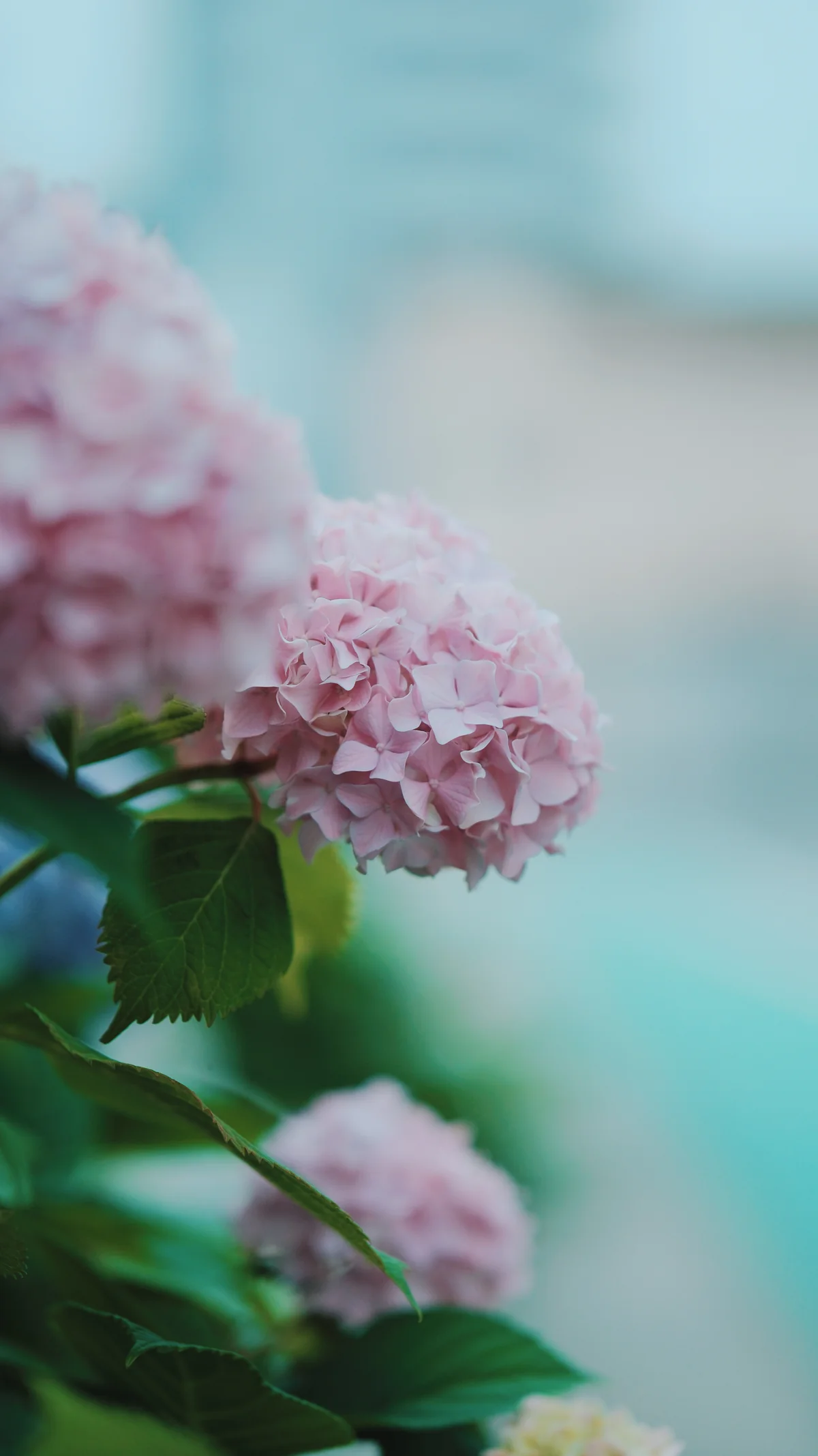 56mm f/1.4