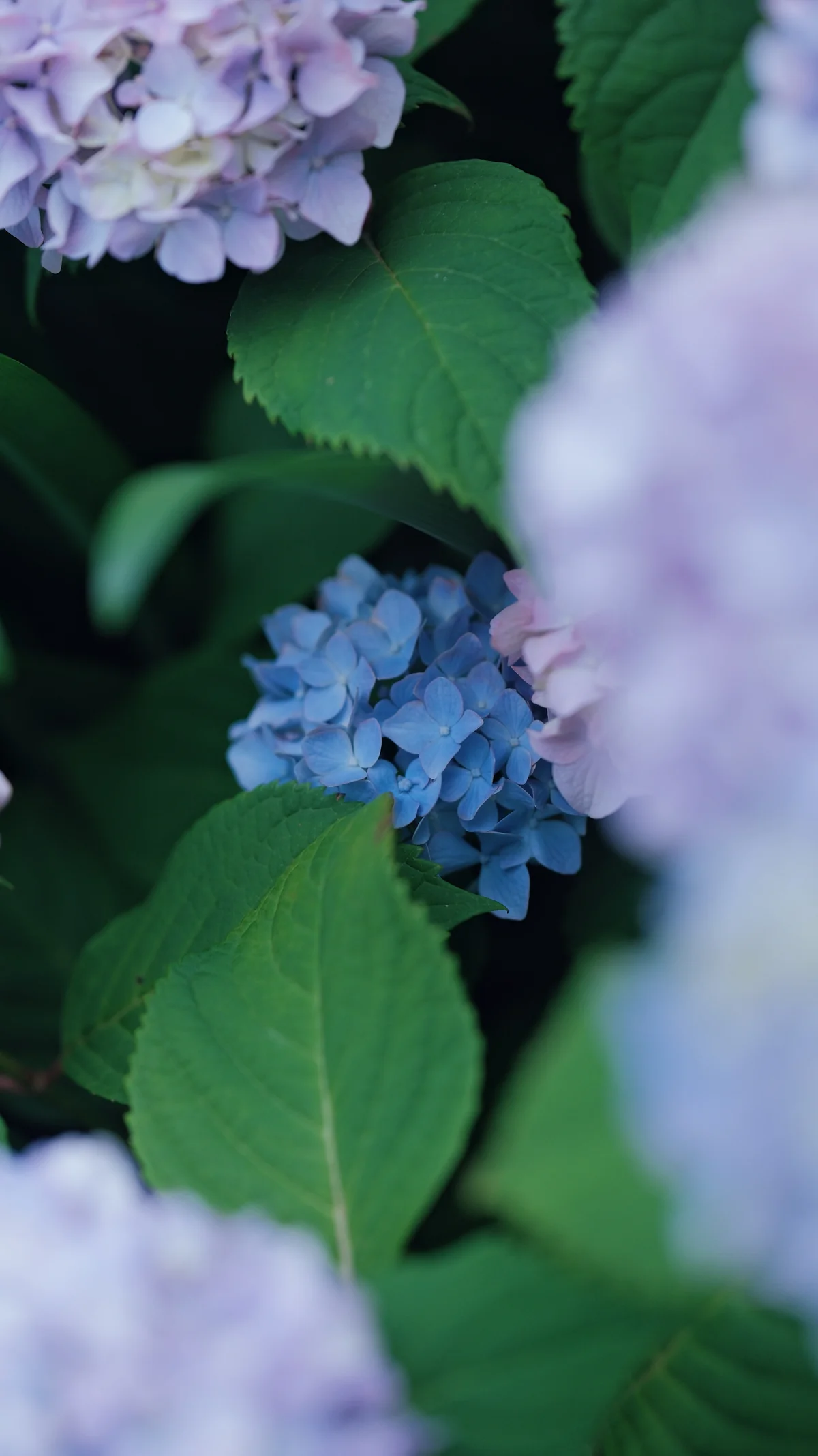56mm f/1.6