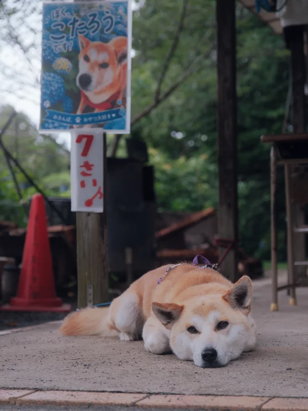 もととりあじさい園11