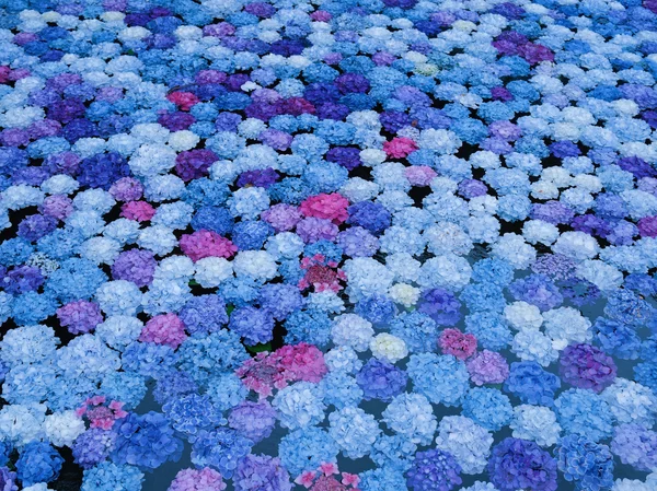 福知山ろく花公園