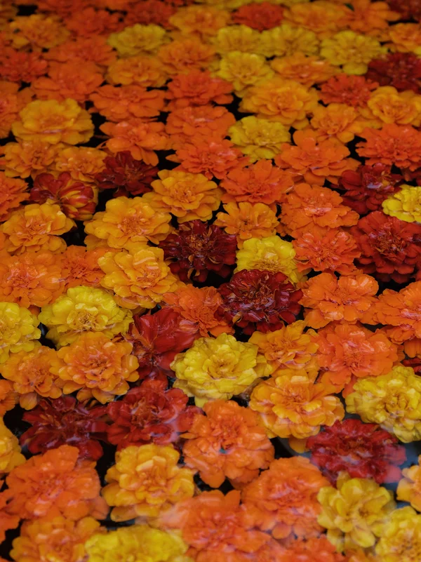 福知山ろく花公園1