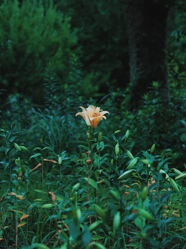 福知山ろく花公園5