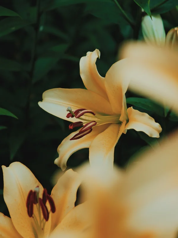 福知山ろく花公園4