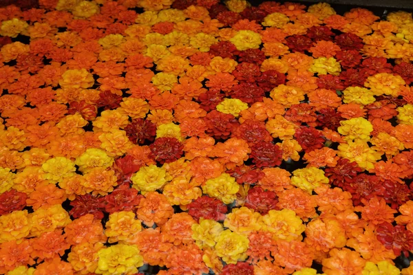 福知山ろく花公園2